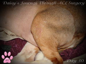 Daisy's ACL Scar day 30