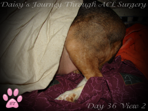 Daisy's ACL Scar day 36-1