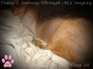 Daisy's ACL Scar day 38